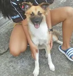 Cachorro raça Pastor alemão c/ vira lata idade 1 ano nome Snow