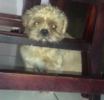 Cachorro ra a Shitzu idade 7 a 11 meses nome Francisco