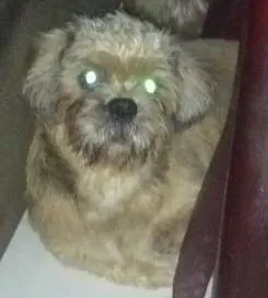 Cachorro ra a Shitzu idade 7 a 11 meses nome Jose