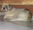 Rafael