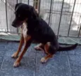 Peti