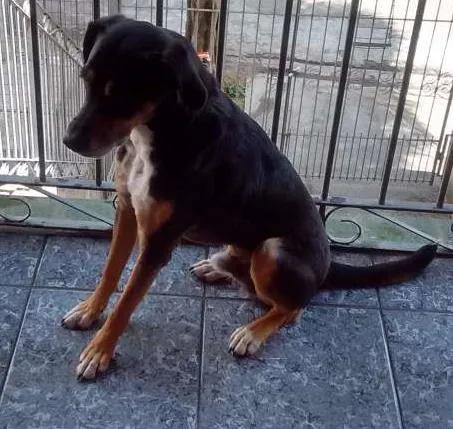Cachorro ra a Srd idade 4 anos nome Peti