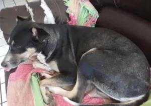 Cachorro raça Vira lata idade 5 anos nome Mel