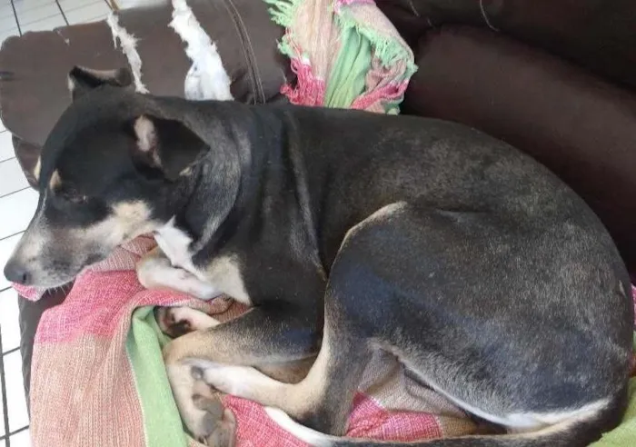 Cachorro ra a Vira lata idade 5 anos nome Mel