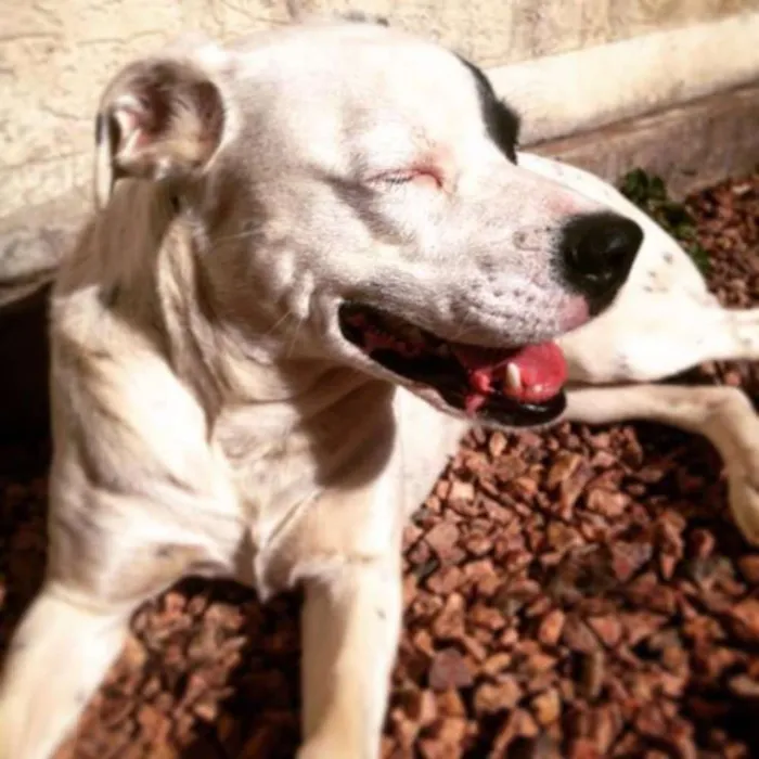 Cachorro ra a SRD idade 3 anos nome Gaia