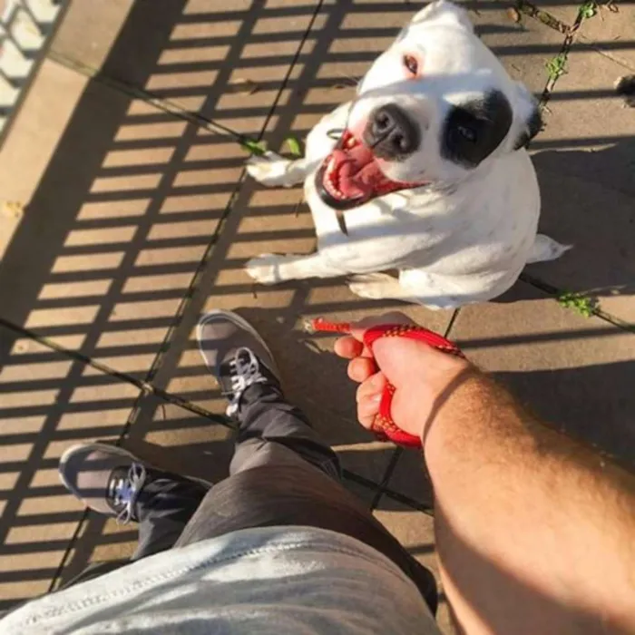 Cachorro ra a SRD idade 3 anos nome Gaia