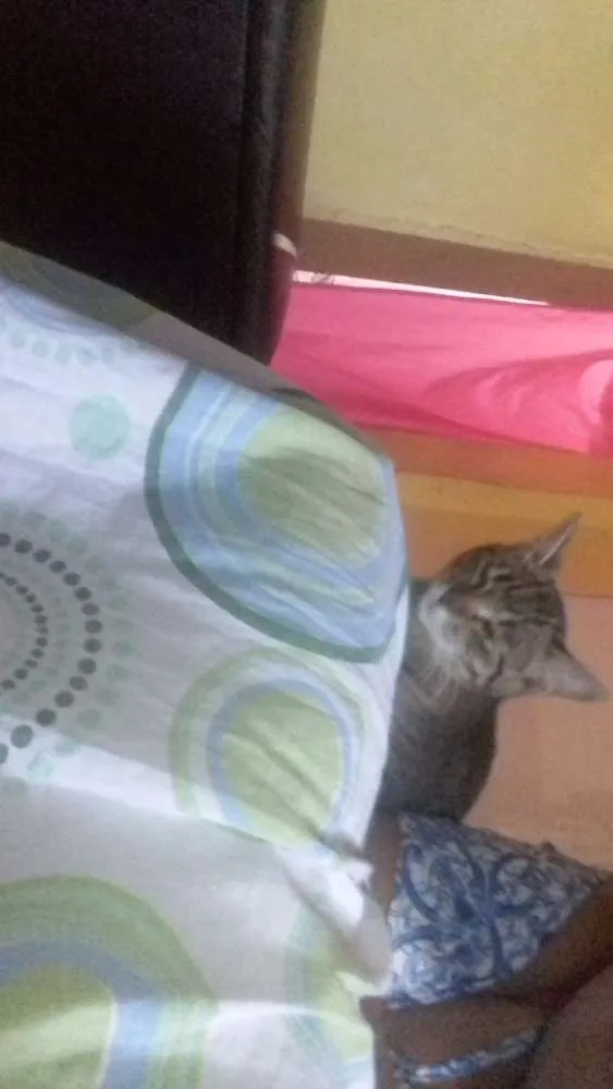 Gato ra a Vira lata  idade 2 a 6 meses nome Mimi