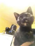 Bibi