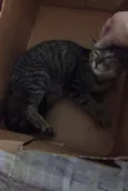 Tobias