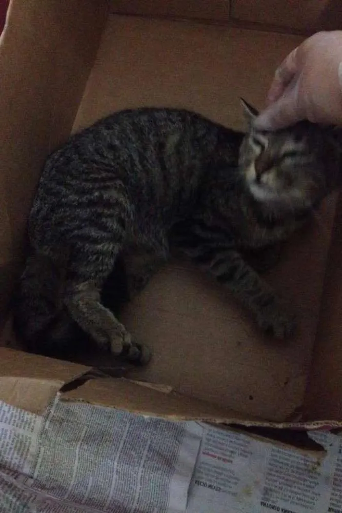 Gato ra a SRD idade 2 a 6 meses nome Tobias