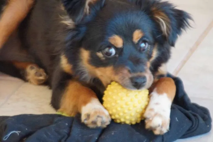 Cachorro raça mestiça idade 7 a 11 meses nome Nina