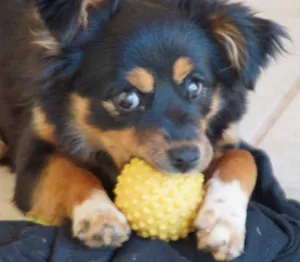 Cachorro raça mestiça idade 7 a 11 meses nome Nina