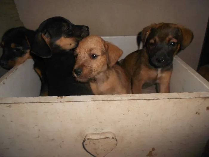 Cachorro ra a vira lata idade Abaixo de 2 meses nome filhotes