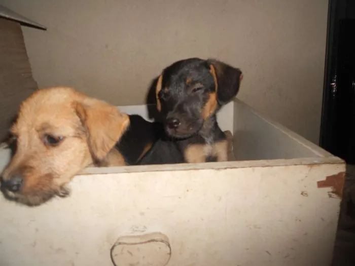 Cachorro ra a vira lata idade Abaixo de 2 meses nome filhotes