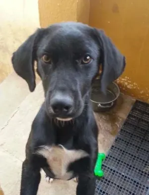 Cachorro raça mix de labrador idade 7 a 11 meses nome Choquito