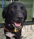 Choquito