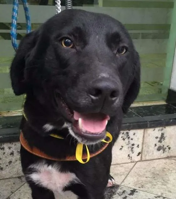 Cachorro ra a mix de labrador idade 7 a 11 meses nome Choquito