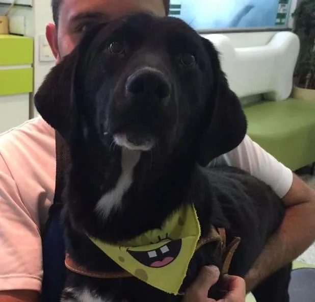 Cachorro ra a mix de labrador idade 7 a 11 meses nome Choquito