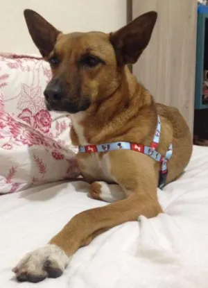 Cachorro raça SRD idade 1 ano nome Vida