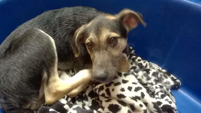 Cachorro ra a Vira lata idade 2 a 6 meses nome Simba