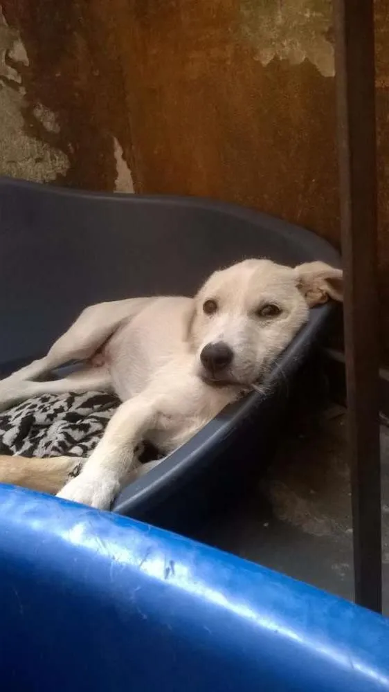 Cachorro ra a Vira lata  idade 2 a 6 meses nome Bethowen 
