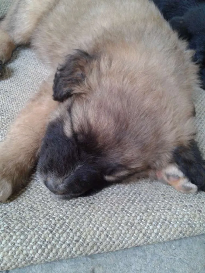 Cachorro ra a Vira latas idade 2 a 6 meses nome Sem nomes