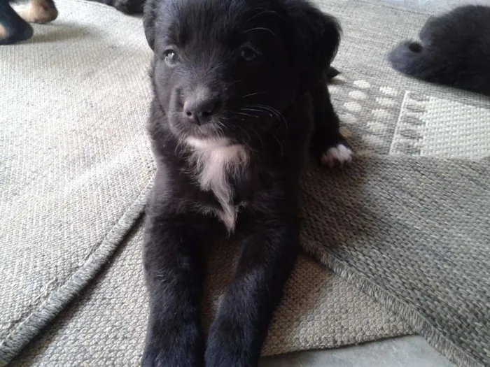 Cachorro ra a Vira latas idade 2 a 6 meses nome Sem nomes