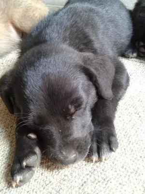 Cachorro raça Vira latas idade 2 a 6 meses nome Sem nomes