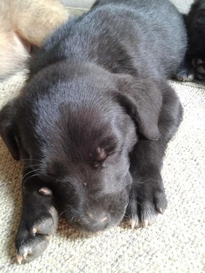 Cachorro ra a Vira latas idade 2 a 6 meses nome Sem nomes