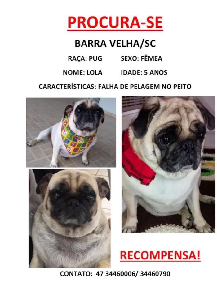 Cachorro ra a Pug idade 5 anos nome Lola