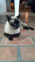 (Jorge) Amado