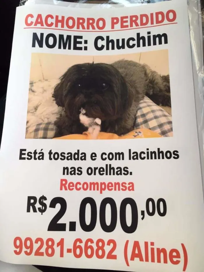 Cachorro ra a Shitzu idade 6 ou mais anos nome Chuchim GRATIFICA