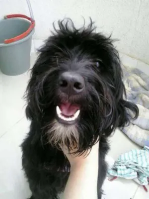 Cachorro raça  idade  nome Sem identificação