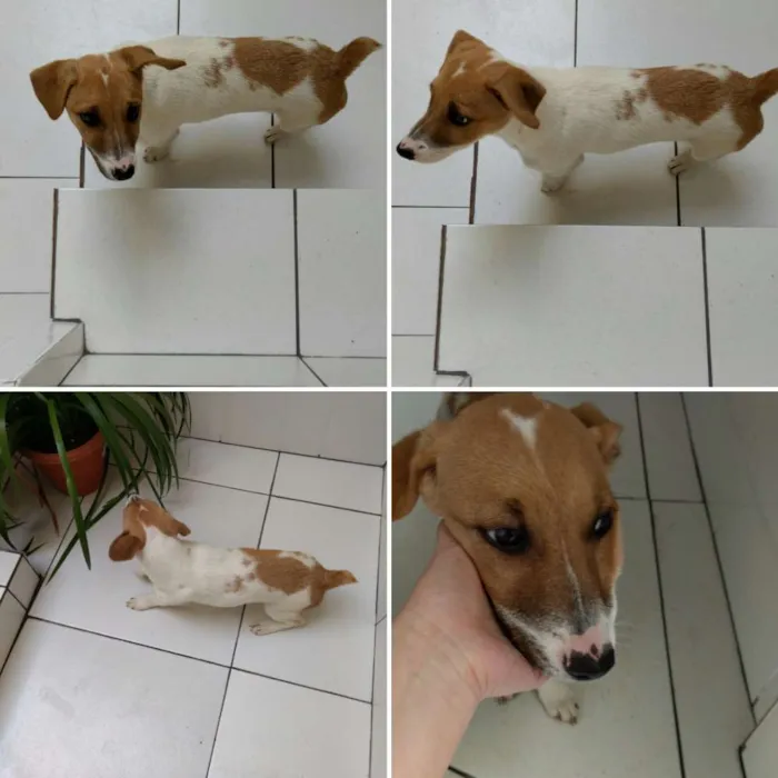 Cachorro ra a Sem raça definida idade 2 a 6 meses nome Léia