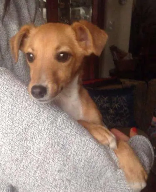 Cachorro ra a vira-lata idade 2 a 6 meses nome sem nome
