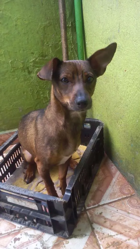 Cachorro ra a  idade 7 a 11 meses nome Raile