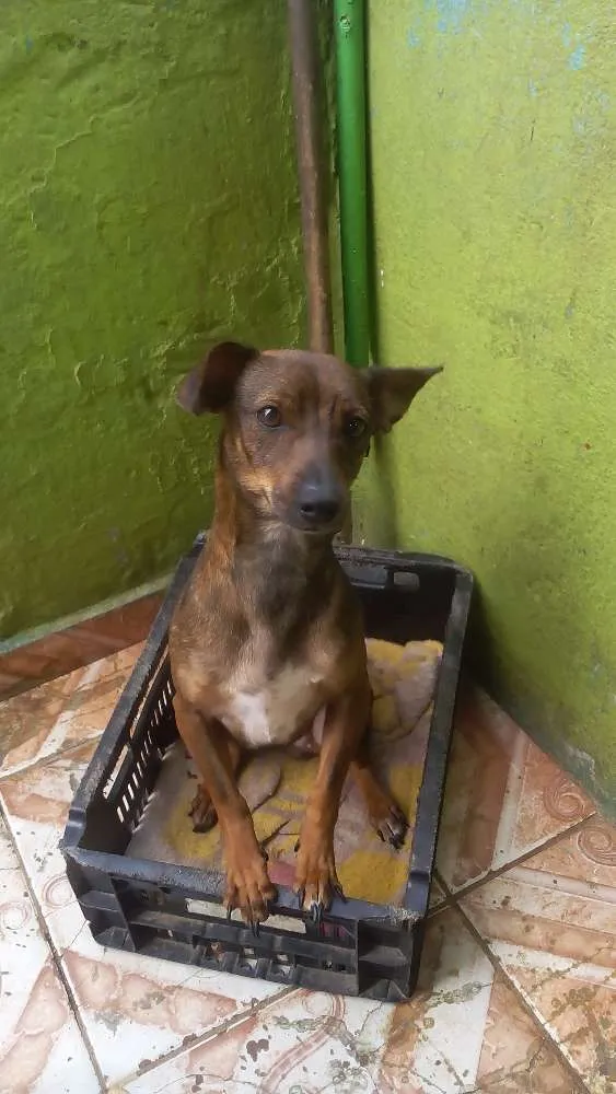 Cachorro ra a  idade 7 a 11 meses nome Raile