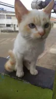 Floquinho
