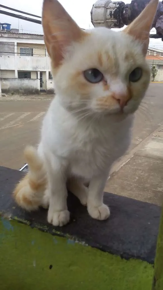 Gato ra a  idade 7 a 11 meses nome Floquinho