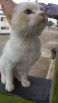 Floquinho