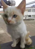 Floquinho