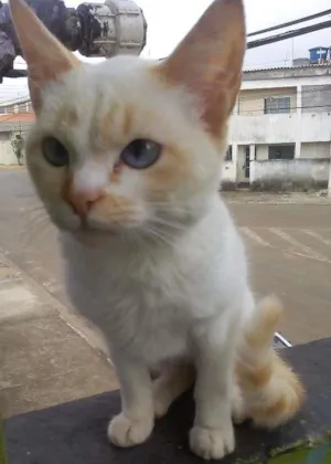 Gato raça  idade 7 a 11 meses nome Floquinho