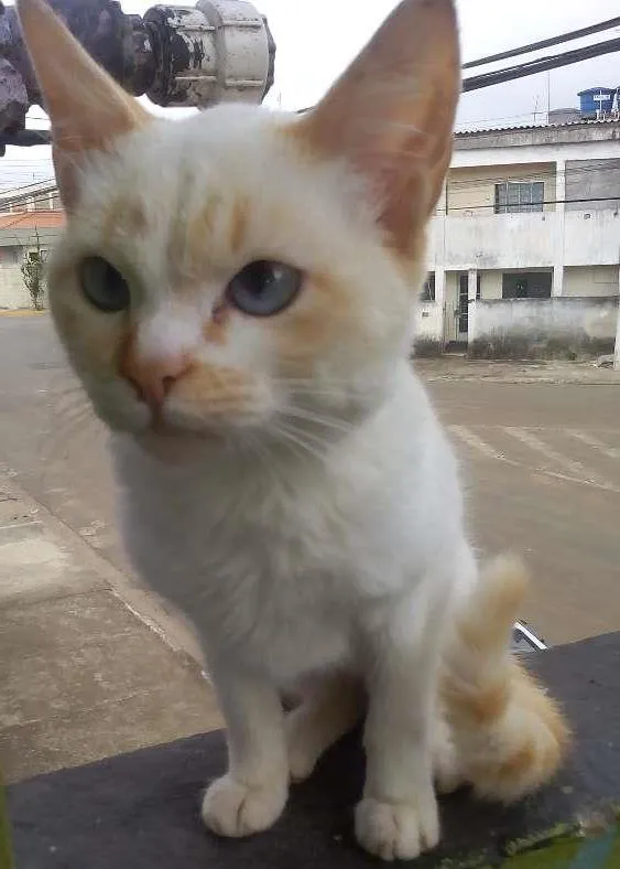Gato ra a  idade 7 a 11 meses nome Floquinho