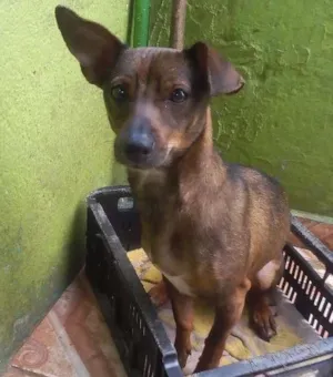 Cachorro raça  idade 7 a 11 meses nome Raile
