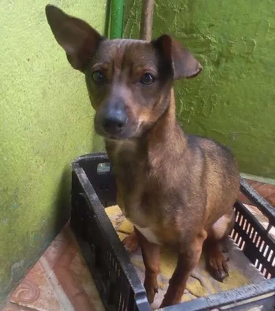 Cachorro ra a  idade 7 a 11 meses nome Raile