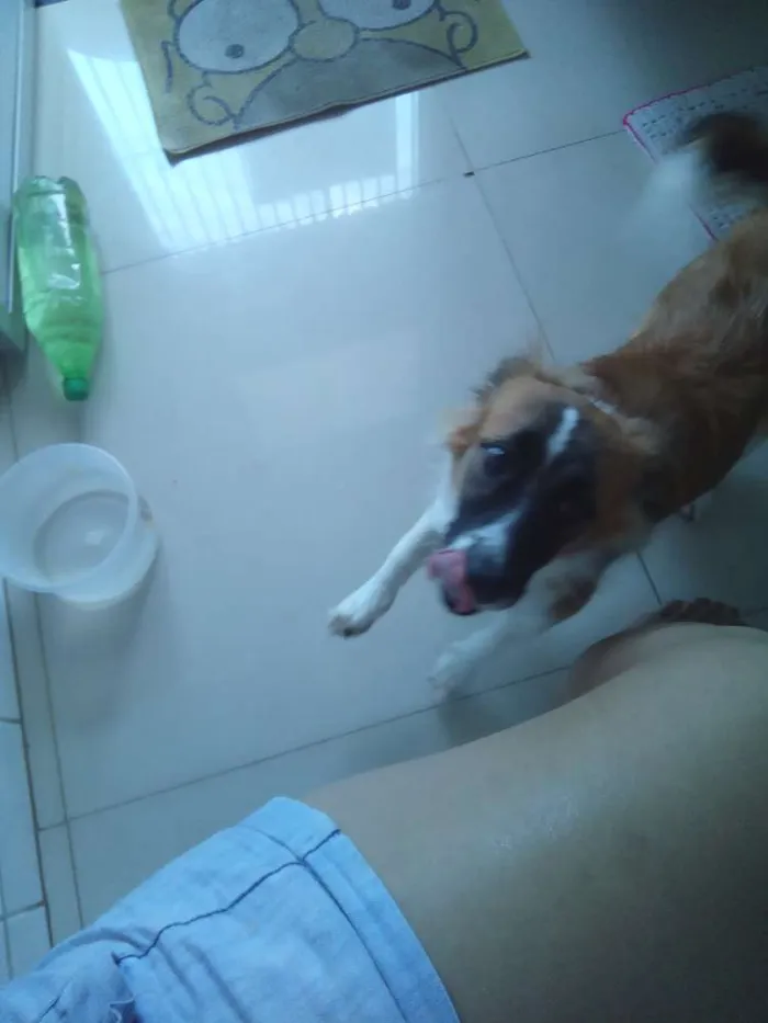 Cachorro raça Vira lata idade 2 a 6 meses nome Lucy