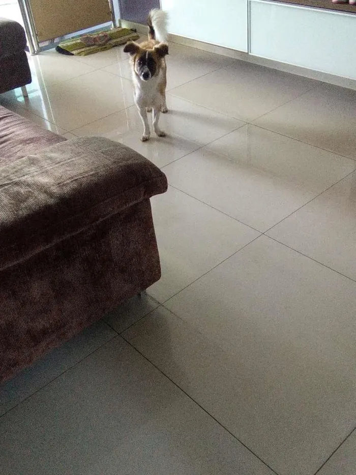 Cachorro raça Vira lata idade 2 a 6 meses nome Lucy