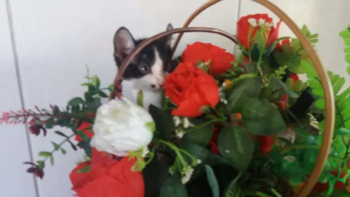 Gato ra a Short-hair idade 2 a 6 meses nome Frajola