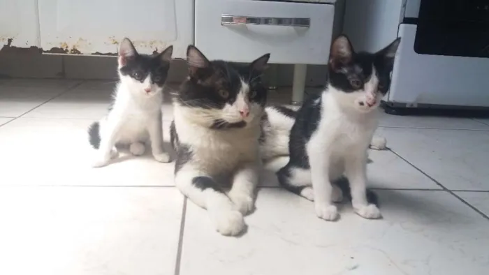 Gato ra a Short-hair idade 2 a 6 meses nome Frajola