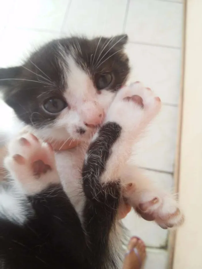 Gato ra a Short-hair idade 2 a 6 meses nome Frajola